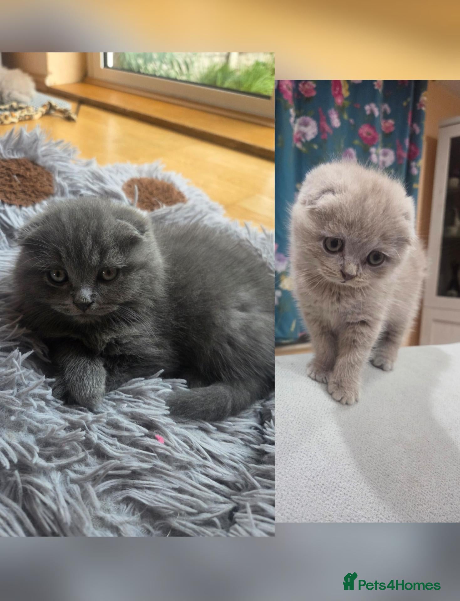 Scottish Fold cats Scottish kitten lilac blue, ready now, girl boy - Advert 8