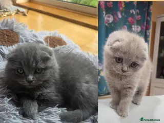 Scottish Fold cats Scottish kitten lilac blue, ready now, girl boy - Advert 8