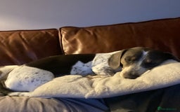 Dachshund dogs for sale: blue piebald Dachshund boys in need of a home - Image 7
