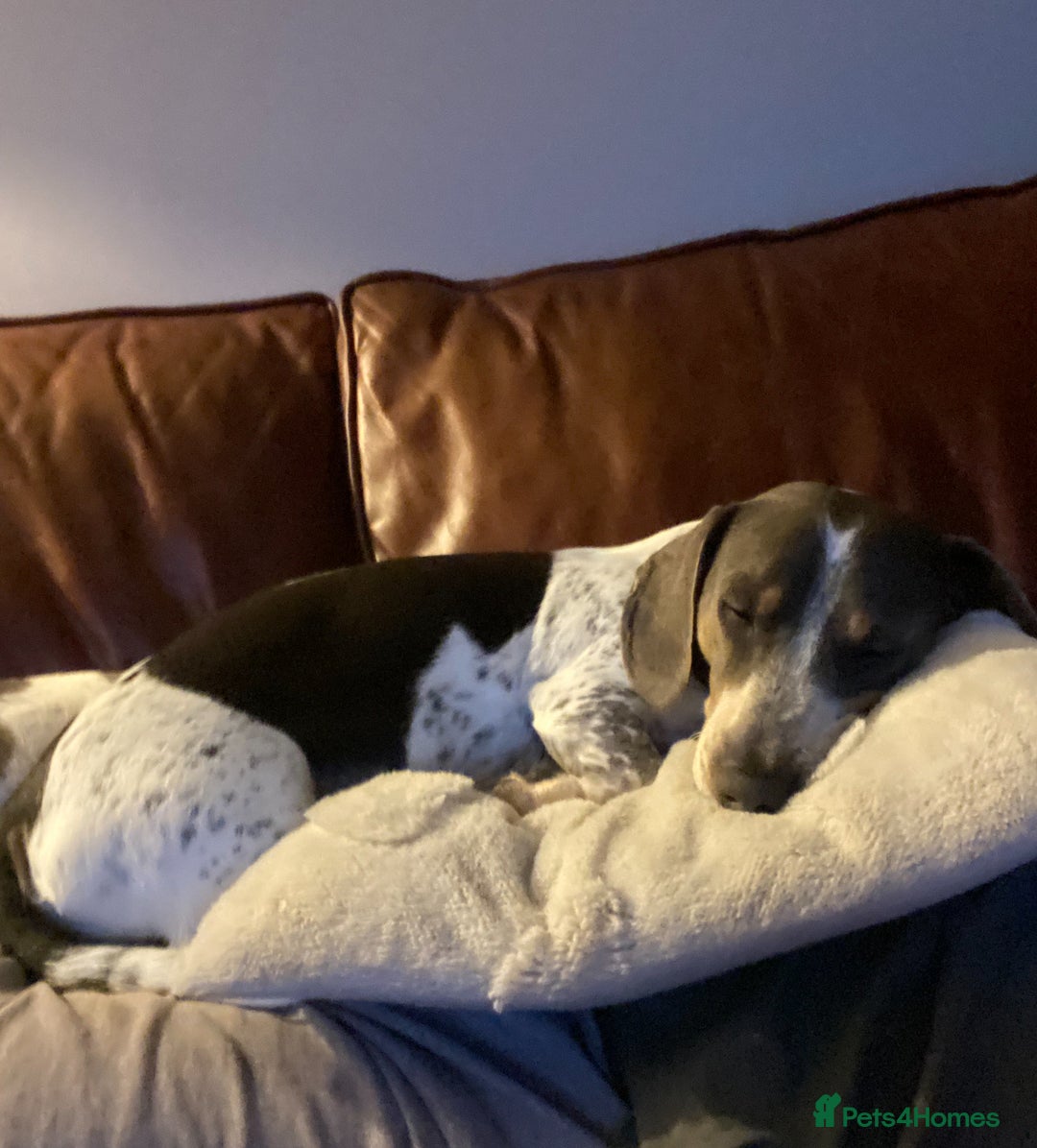 Dachshund dogs for sale: blue piebald Dachshund boys in need of a home - Image 7