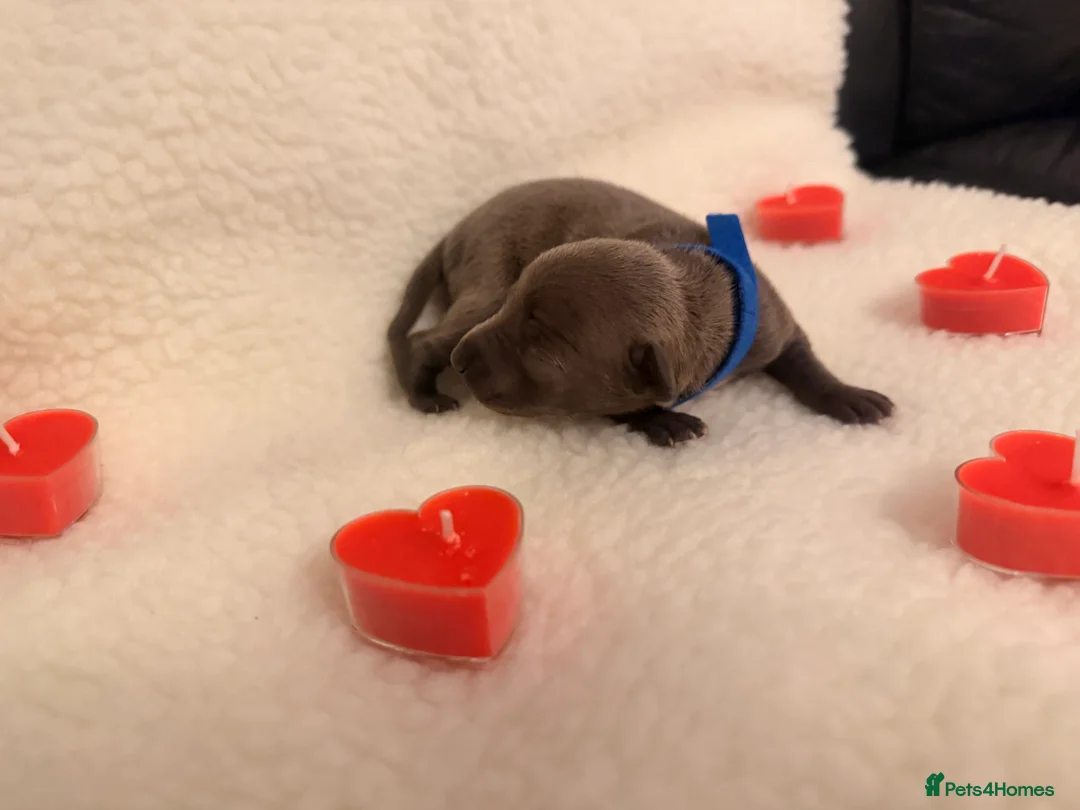 Italian Greyhound dogs for sale: Italian greyhound puppies - Advert 14