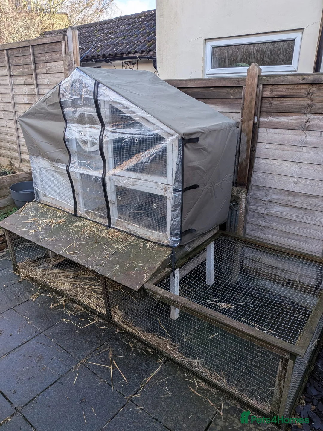 Mini Lop rabbits for sale: Bonded Pair 5 years old looking for a loving home - Advert 2