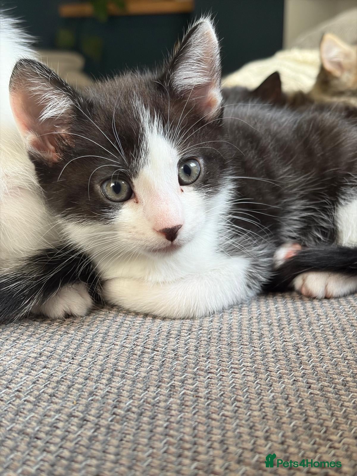 Mixed Breed cats lovely kittens mixed colours and markings 🐈‍⬛ - Advert 17