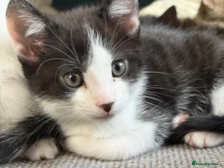 Mixed Breed cats lovely kittens mixed colours and markings 🐈⬛ - Advert 17