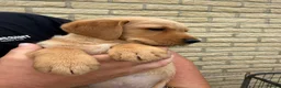 Goldador dogs for sale: Goldador puppies  - Advert 6