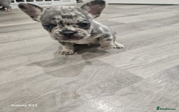 French Bulldog dogs for sale: ⭐️⭐️⭐️⭐️litter of 6 Beautiful french bulldogs 😍🏠 in Southampton - Image 21