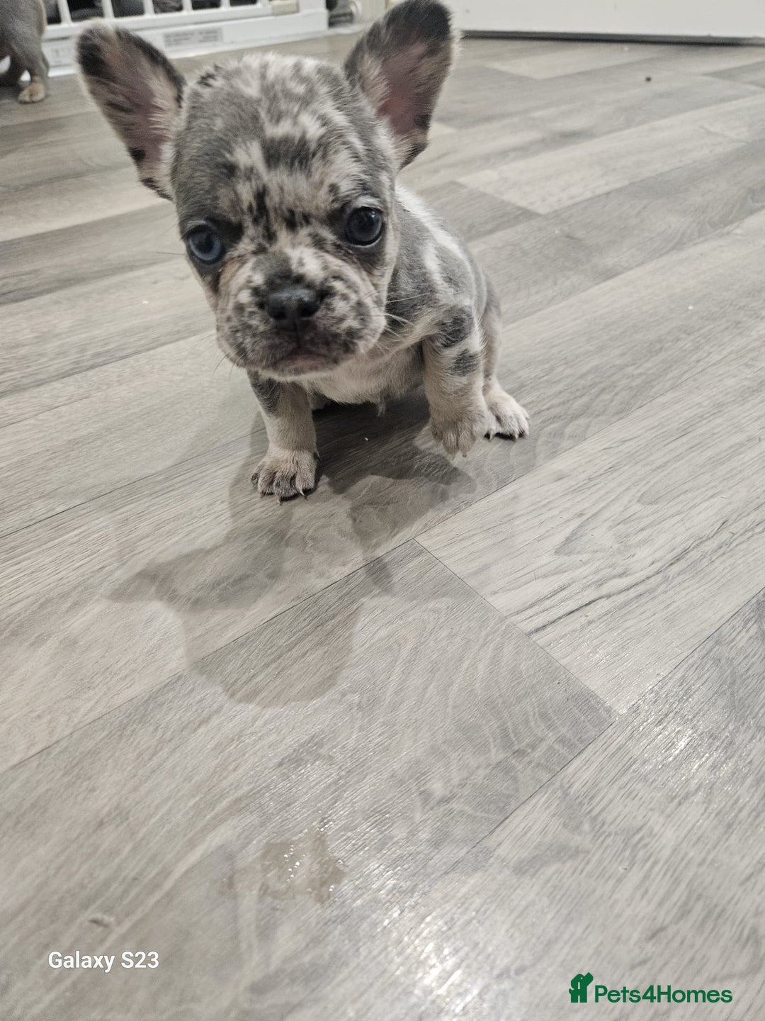 French Bulldog dogs for sale: ⭐️⭐️⭐️⭐️litter of 6 Beautiful french bulldogs 😍🏠 in Southampton - Image 21