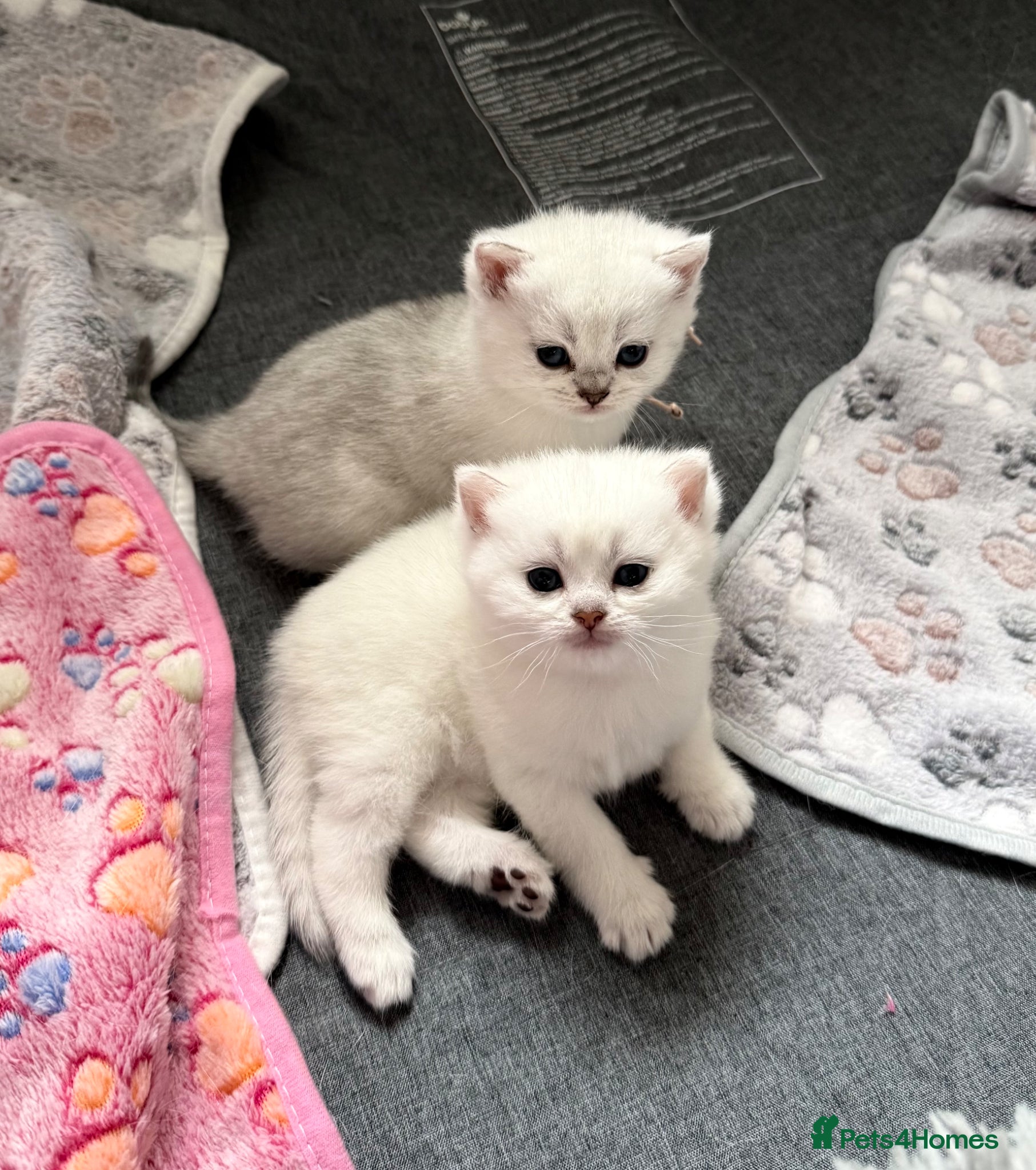 British Shorthair cats British Shorthair Silver Tipped Kittens - Advert 9