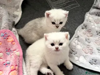 British Shorthair cats British Shorthair Silver Tipped Kittens - Advert 9