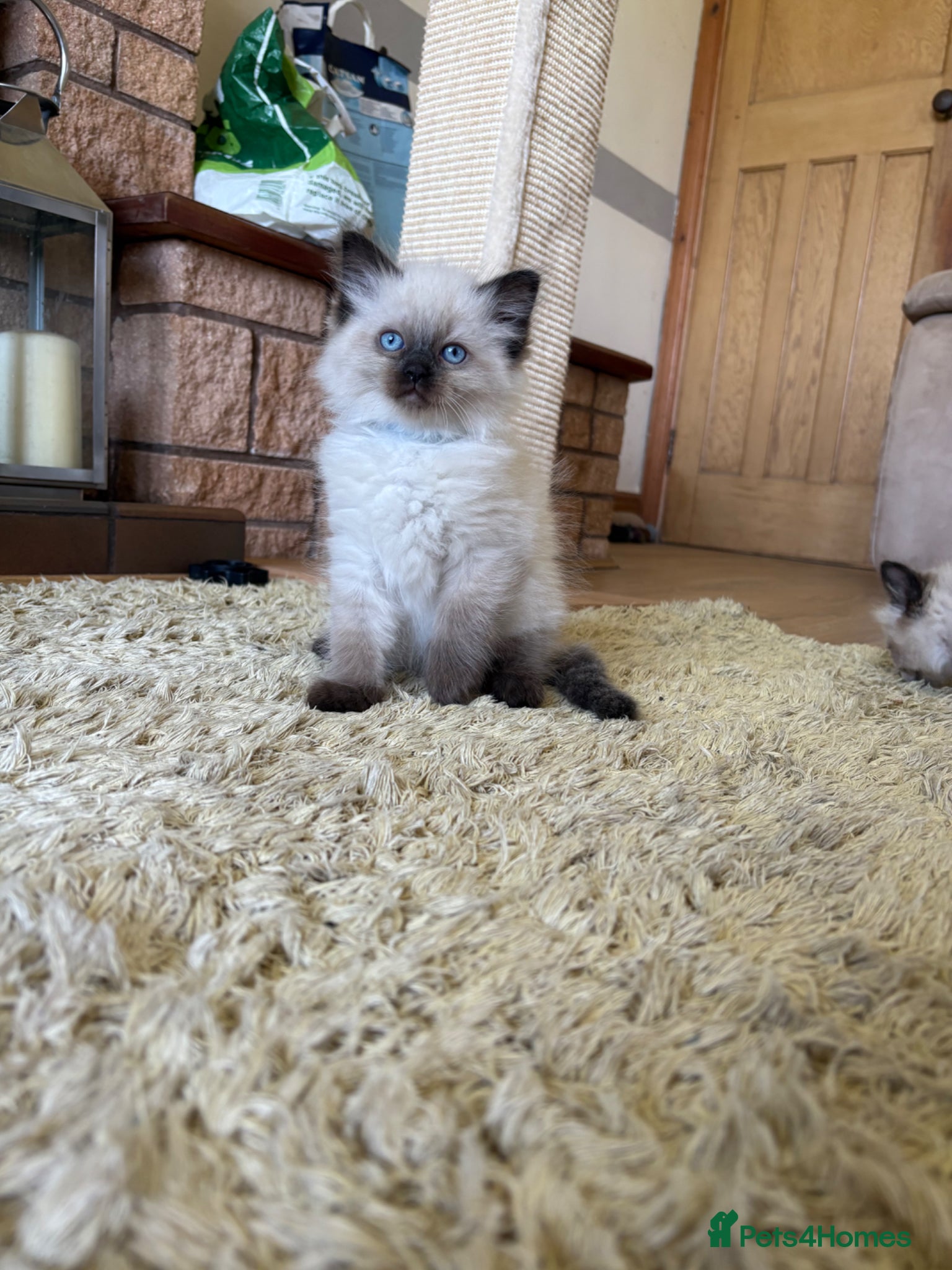 Ragdoll cats Ragdoll kitten 1 BOY LEFT - Advert 9