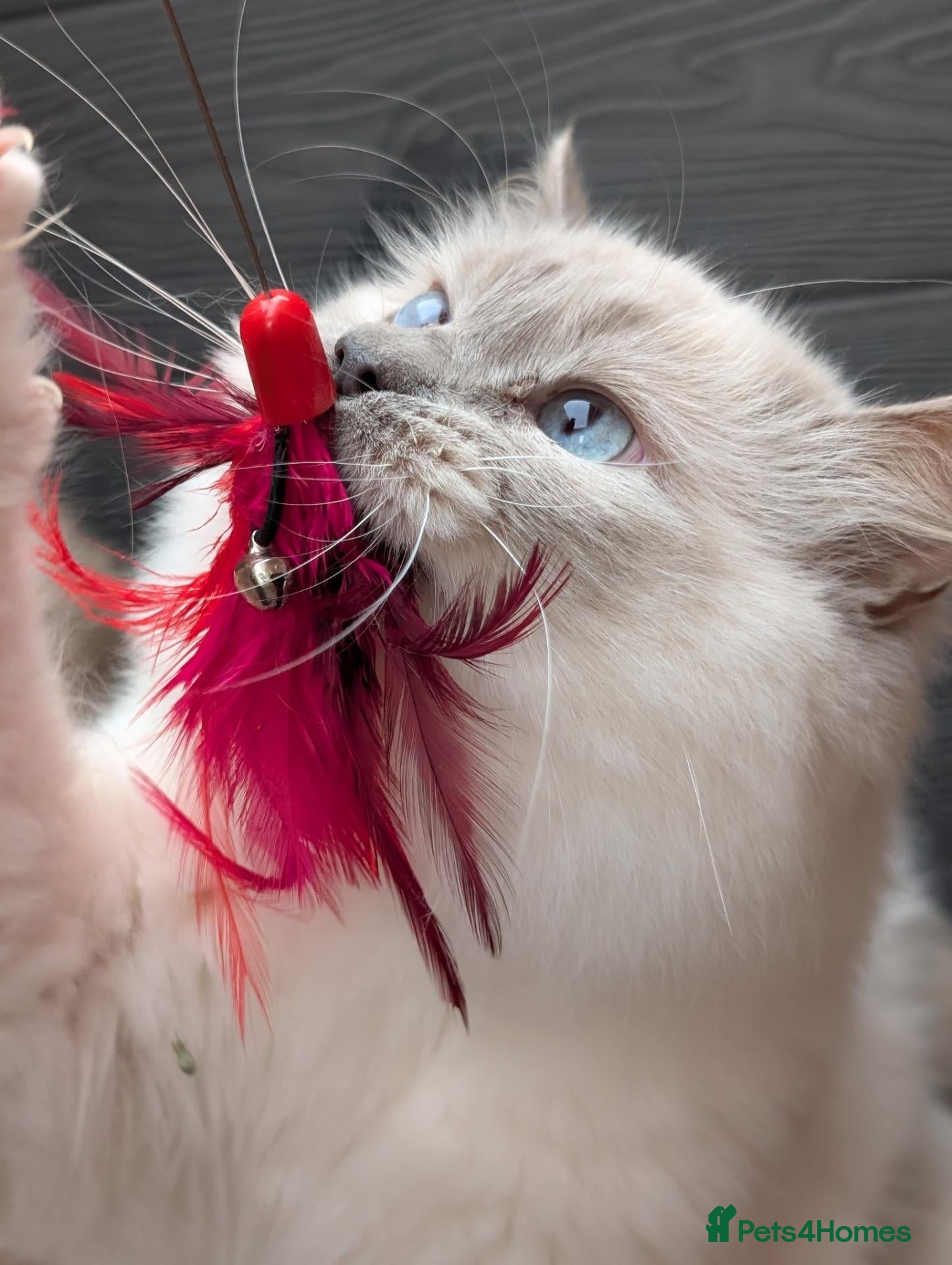 Ragdoll cats Stude boy blue mitted  - Advert 1