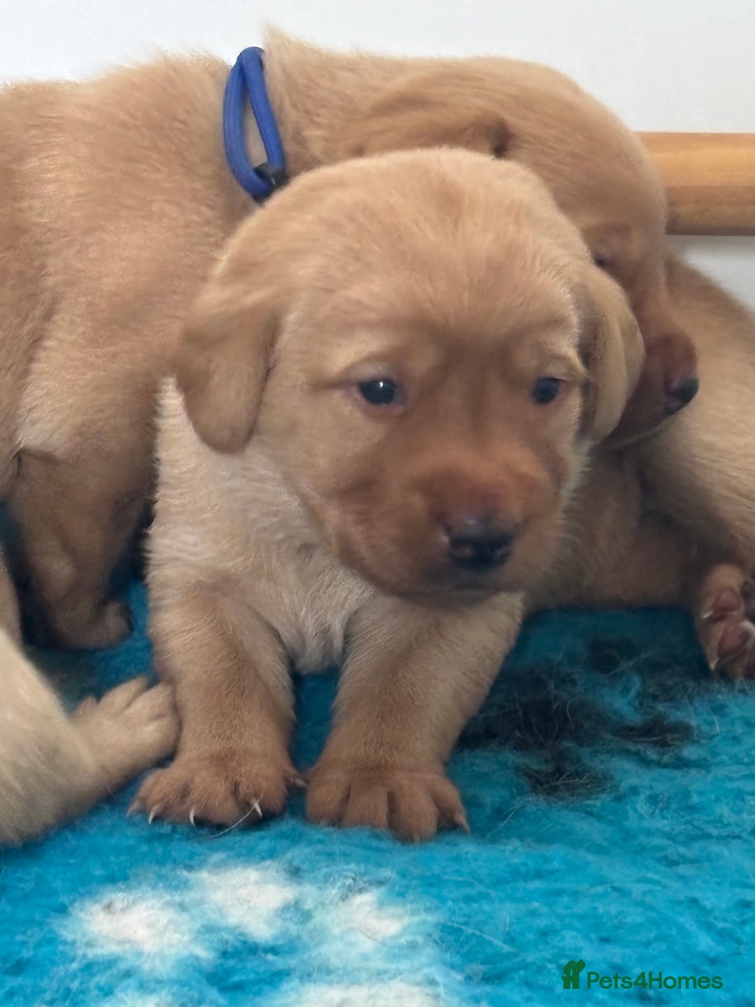 Labrador Retriever dogs for sale: Gorgeous Fox Red Labradors  - Image 2