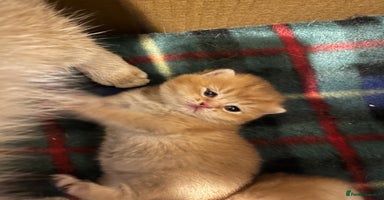 British Shorthair cats - Advert 8