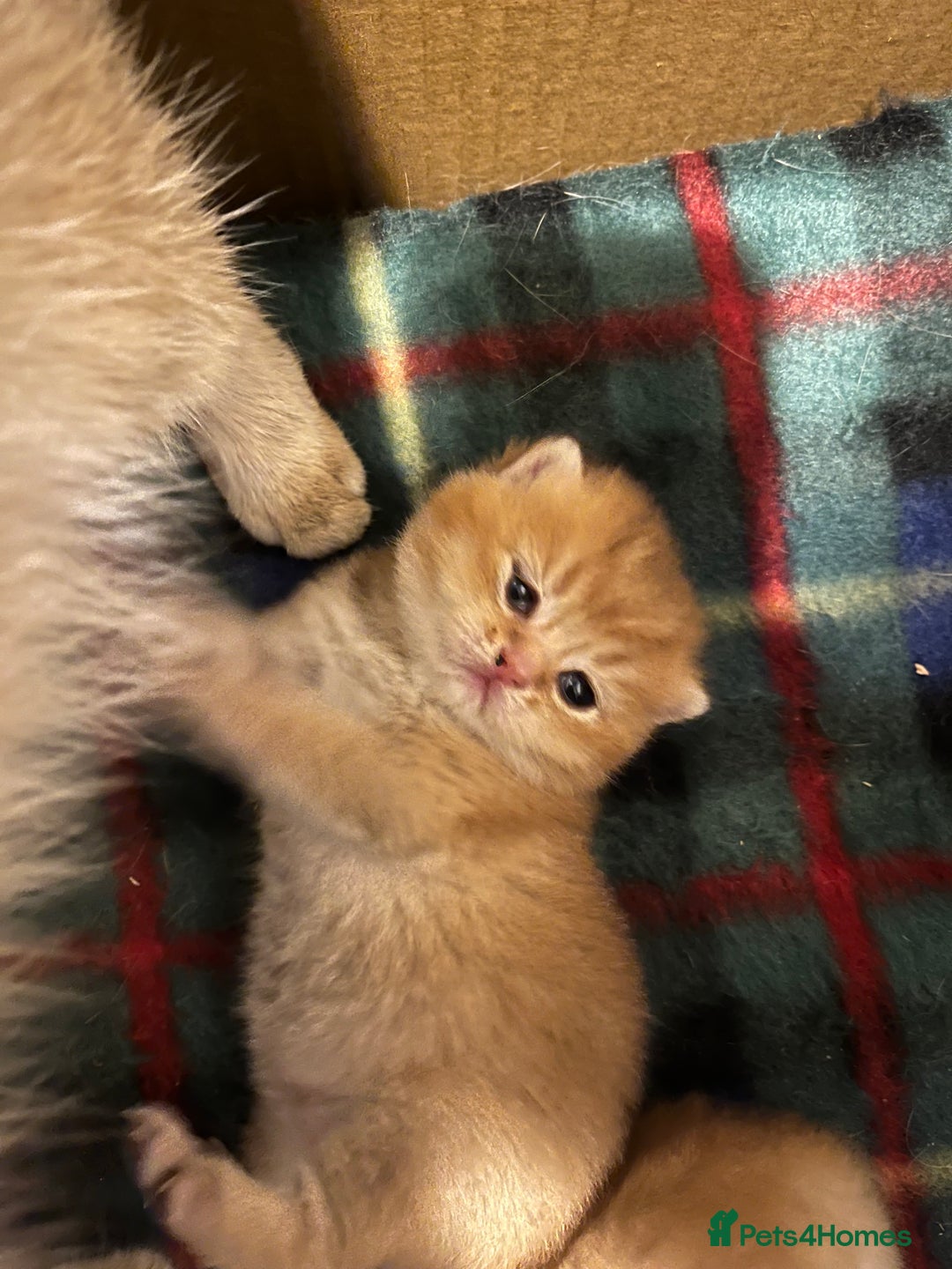 British Shorthair cats for sale: Gorgeous GCCF Ny12 + white kittens  - Image 2