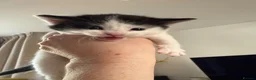 Mixed Breed cats for sale: Mix breed kittens  - Advert 7