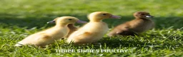 Ducks poultry for sale: Ducklings - Cherry Valley day olds  - Advert 5