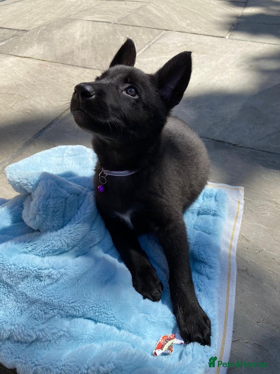 German Shepherd dogs for stud: 4-Year-Old Czech Shepherd- Proven Stud (Sheffield) - Image 11