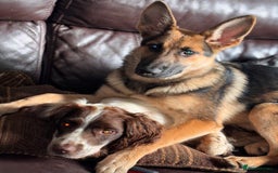 German Shepherd dogs for sale: German Shepard  - Image 3