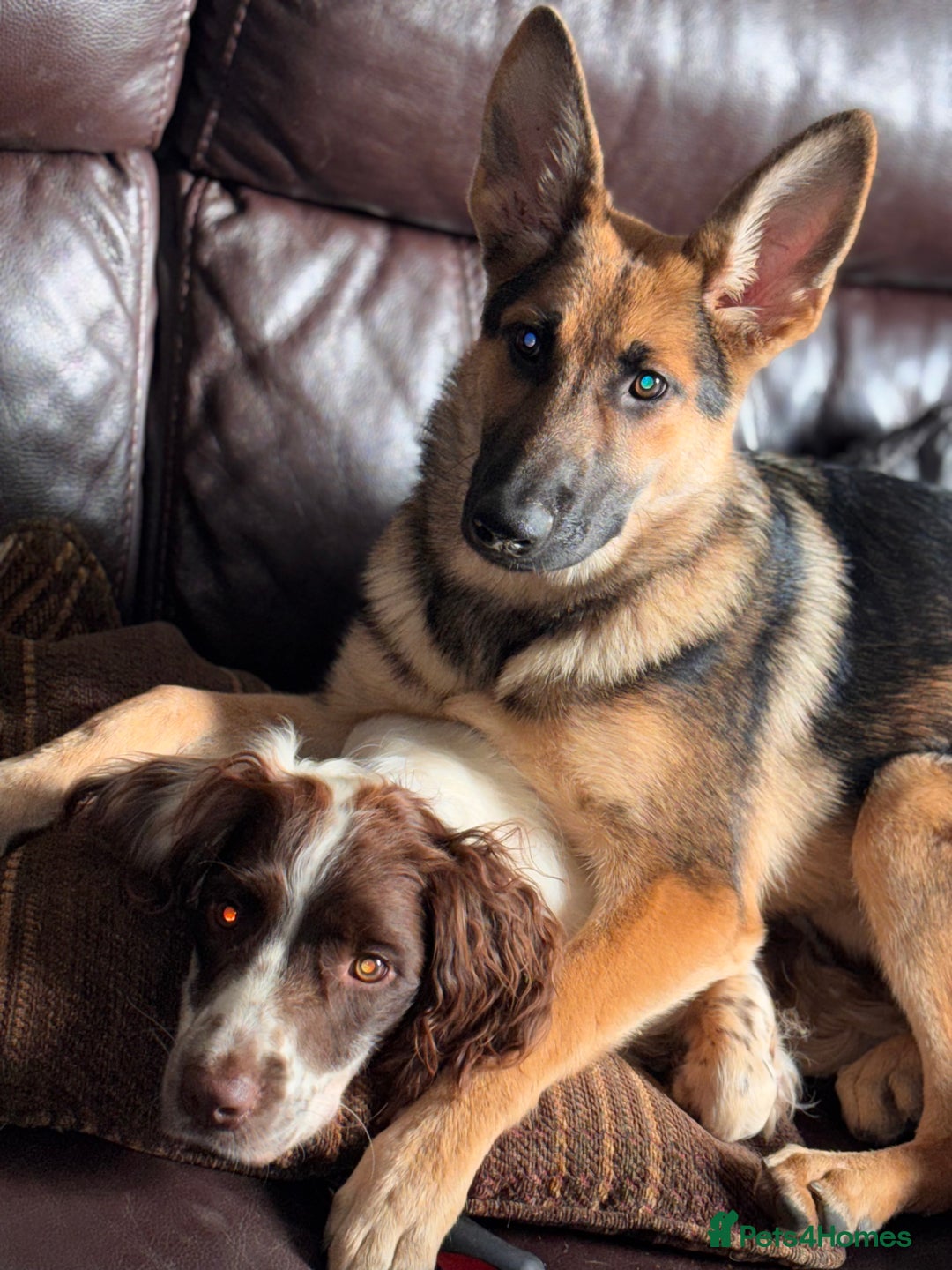 German Shepherd dogs for sale: German Shepard  - Image 3