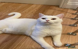 British Shorthair cats for sale: Our Precious Snowy – British Shorthair 💛 - Advert 3