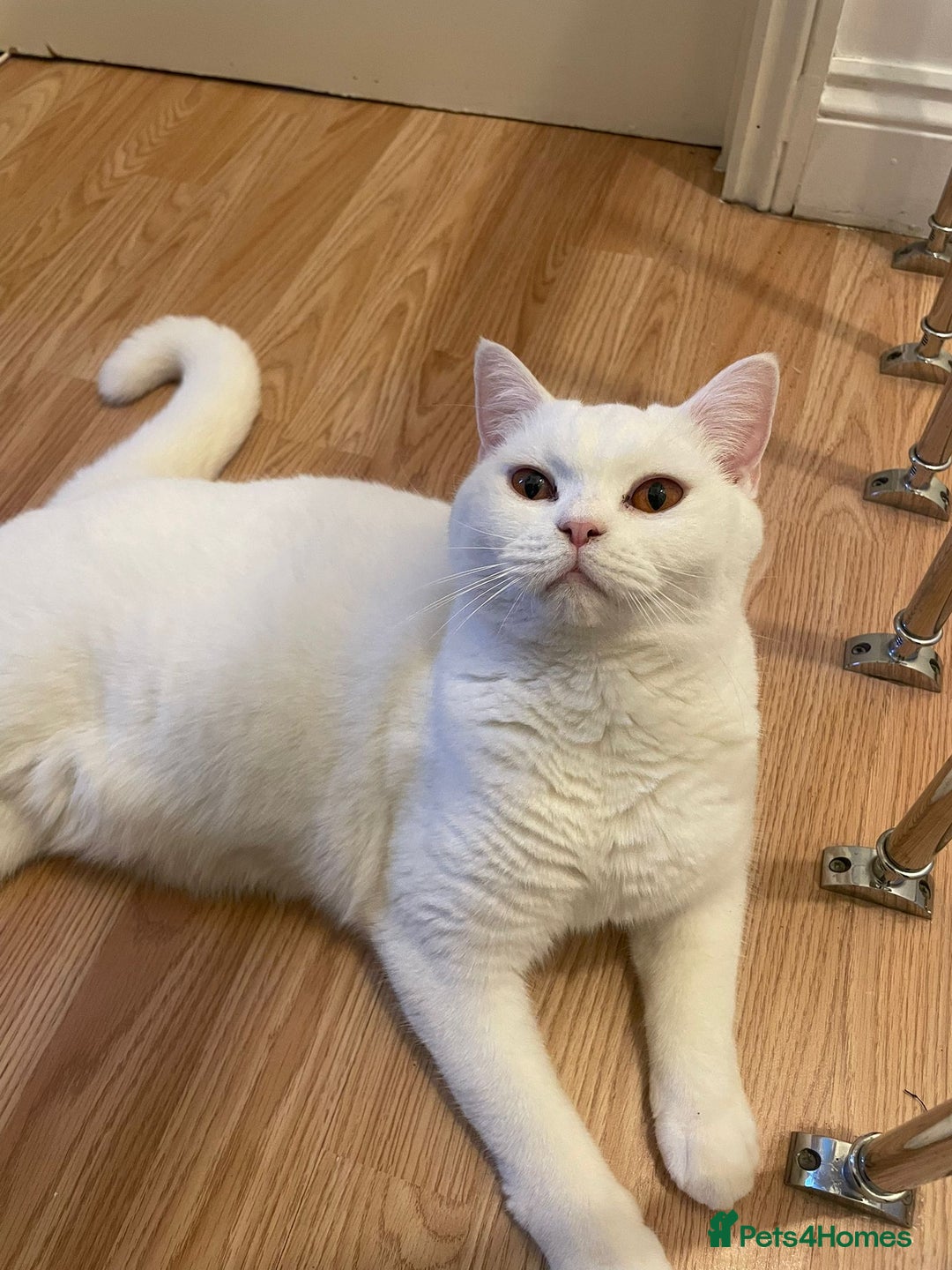 British Shorthair cats for sale: Our Precious Snowy – British Shorthair 💛 - Advert 3