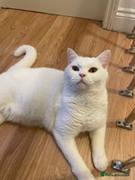 British Shorthair cats Our Precious Snowy – British Shorthair 💛 - Advert 2