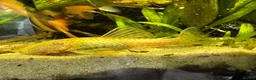 Plecos fish for sale: Albino bn plecs - Advert 4