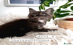 Maine Coon cats for sale: Stunning Black Smoke Registred Maine Coon Kittens - Image 30