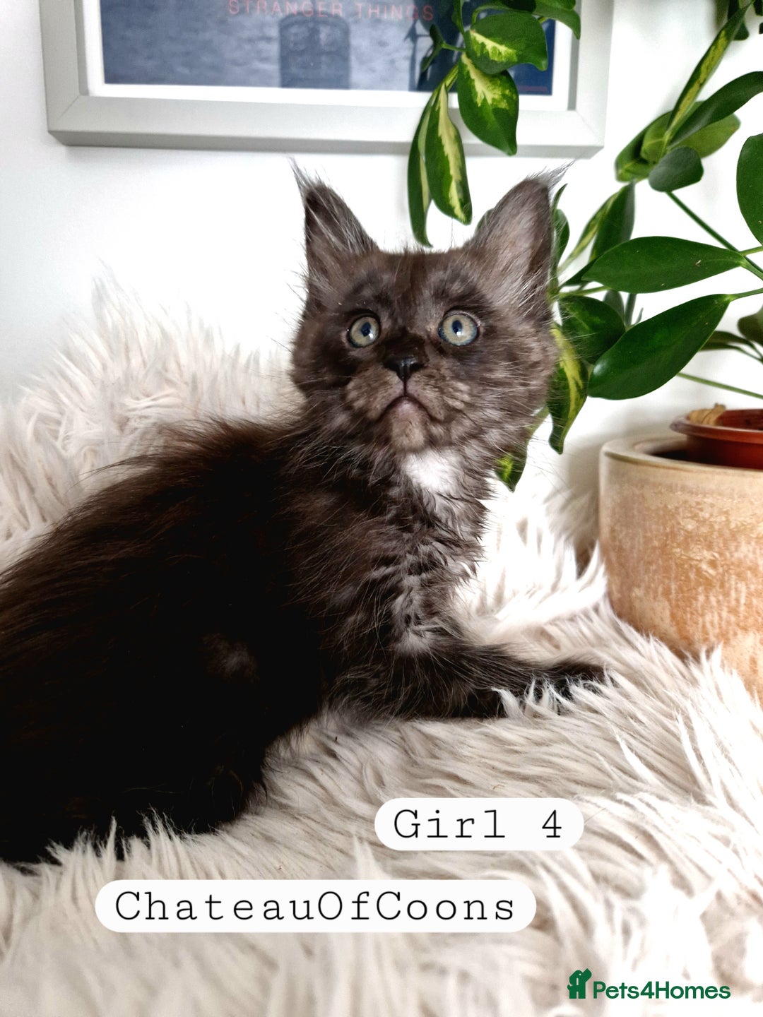 Maine Coon cats for sale: Stunning Black Smoke Registred Maine Coon Kittens - Image 30