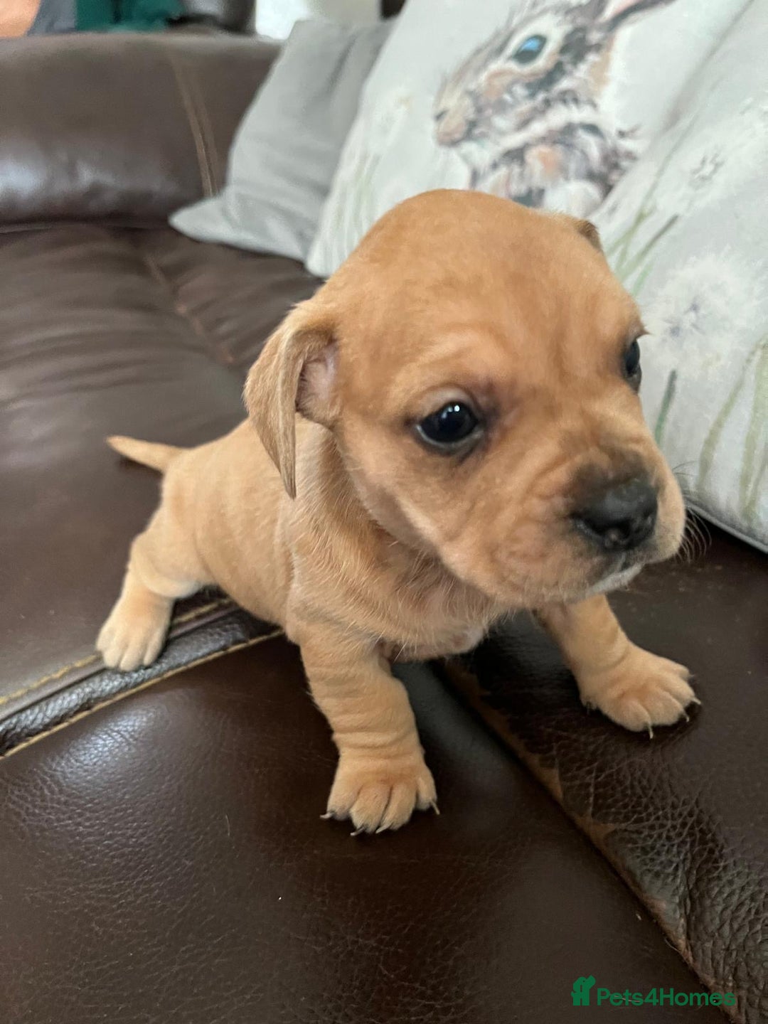 Mixed Breed dogs for sale: French wieners - Image 12
