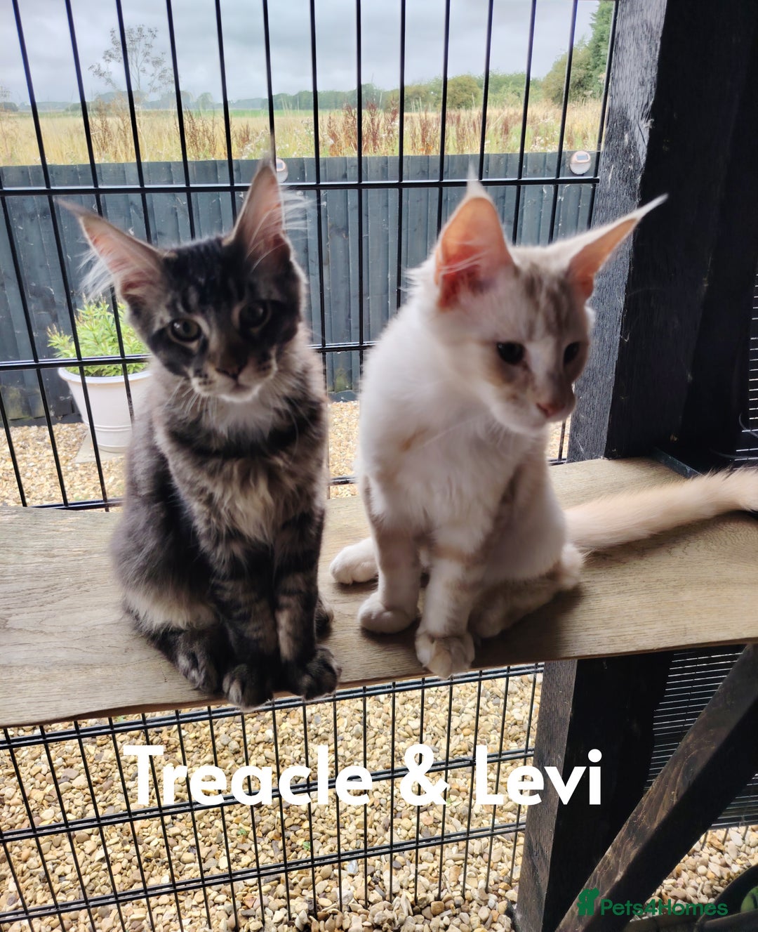 Maine Coon cats for sale: Pure Mainecoon boy Fun, intelligent, home raised. - Image 11