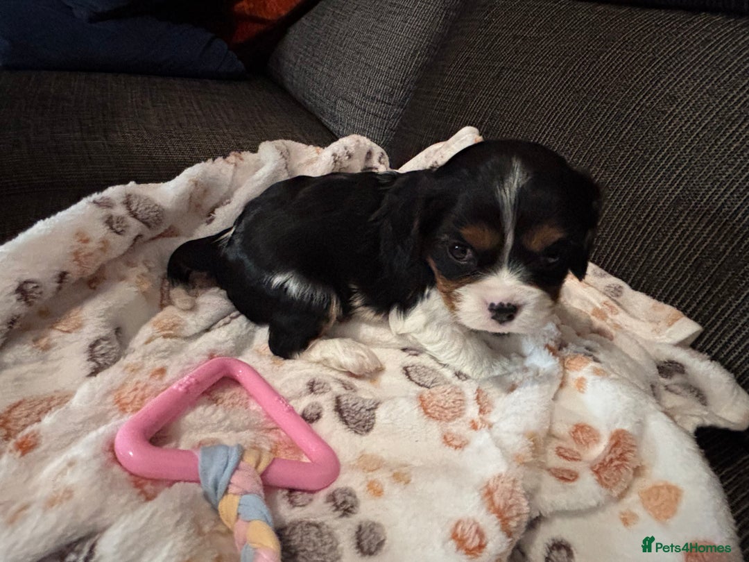 Cavalier King Charles Spaniel dogs for sale: KC REG Trio- Cavalier King Charles  - Image 2