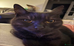 Bengal cats for sale: Ezzie is a 4 year old cat  - Image 1