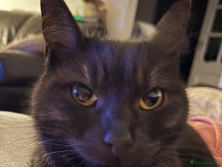 Bengal cats for sale - Advert 1