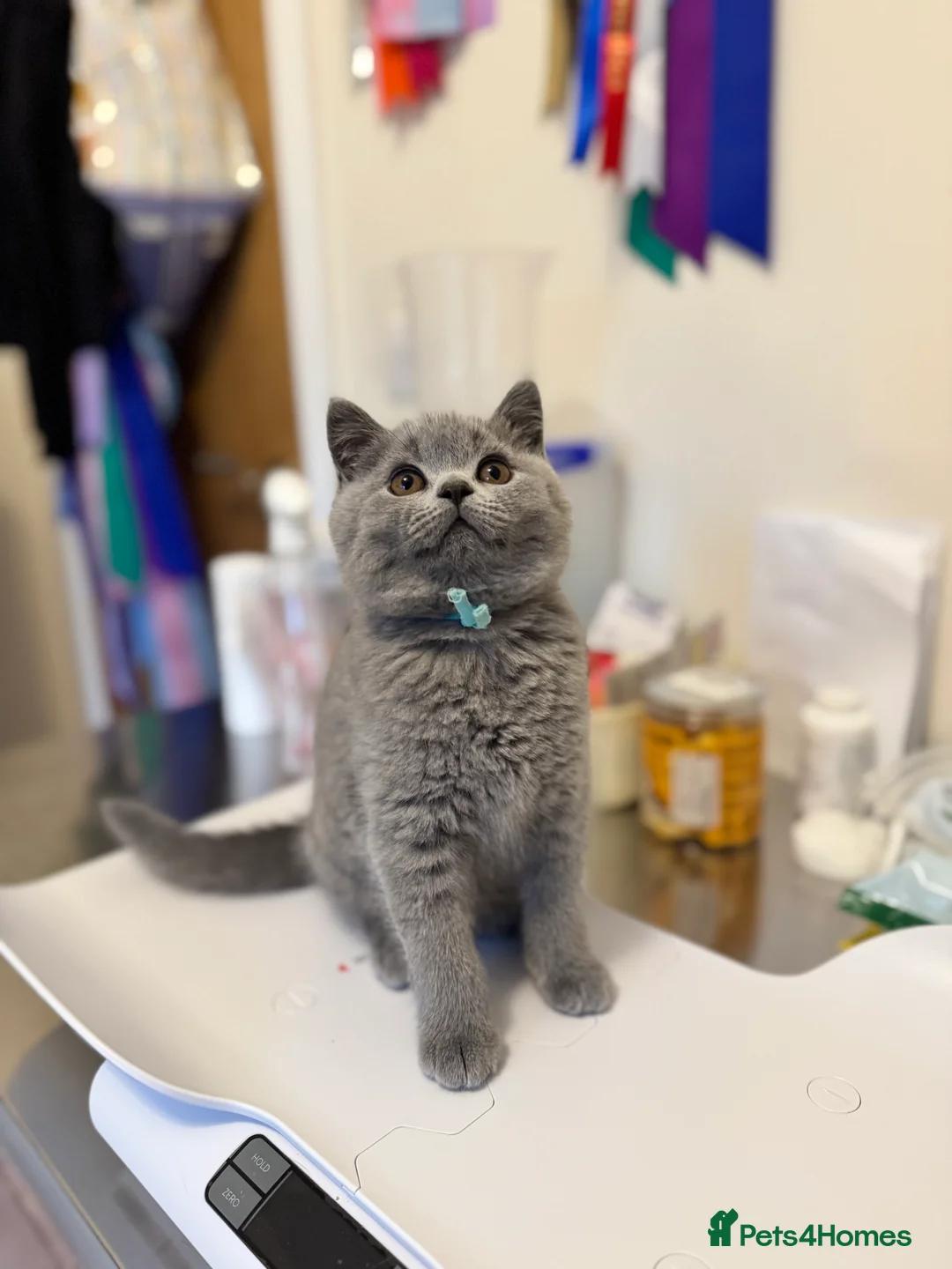 British Shorthair cats for sale: Beautiful British Shorthair Kittens Ready July - Advert 2