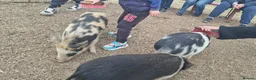 Pig livestock for sale: 🐷💙Meet Ant, Dec and Simon💙🐷 - Advert 6
