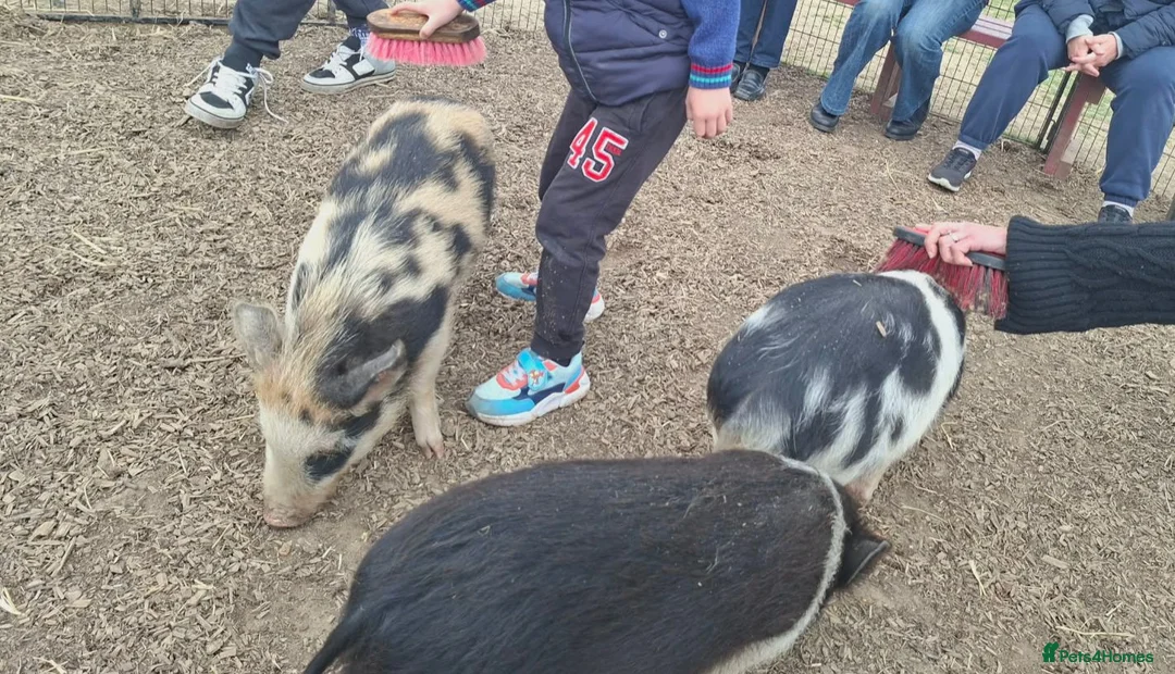 Pig livestock for sale: 🐷💙Meet Ant, Dec and Simon💙🐷 - Advert 6