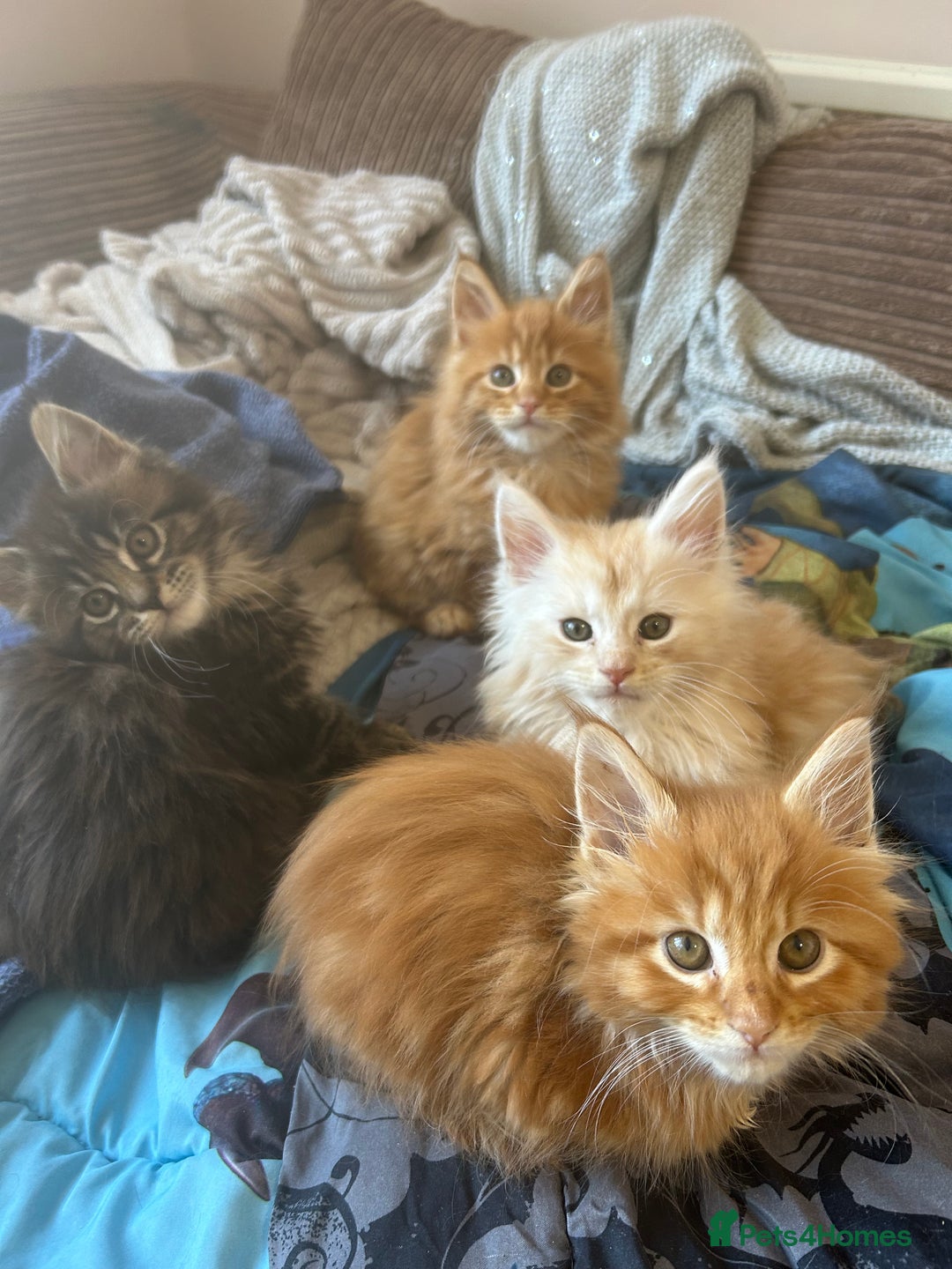 Maine Coon cats for sale: 5 tica registered mainecoon kittens  - Image 21