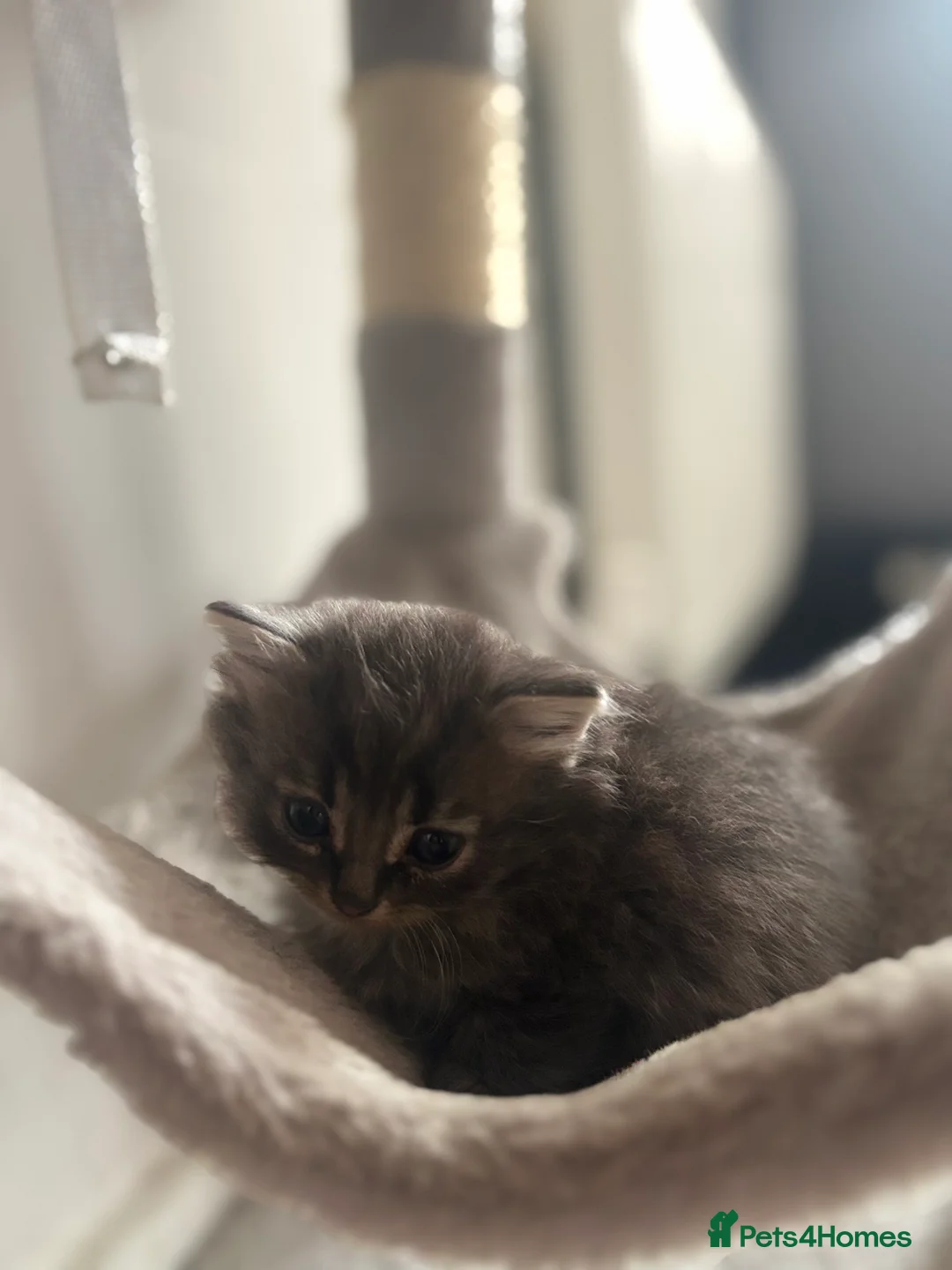 Mixed Breed cats for sale: 1 GREY KITTEN LEFT FOR SALE  - Advert 2