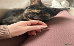 Mixed Breed cats for sale: Beautiful Tortoiseshell Girl  - Image 2