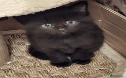 Mixed Breed cats for sale: 4 gorgerous kittens - Image 17