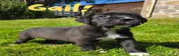 Mixed Breed dogs for sale: 2 female Daniff Puppies READY NOW - Advert 28