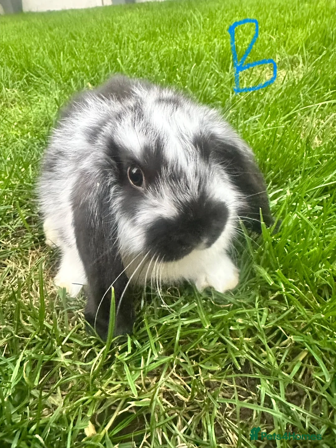 Mini Lop rabbits for sale: Mini Lop Rabbits For Sale  - Advert 14