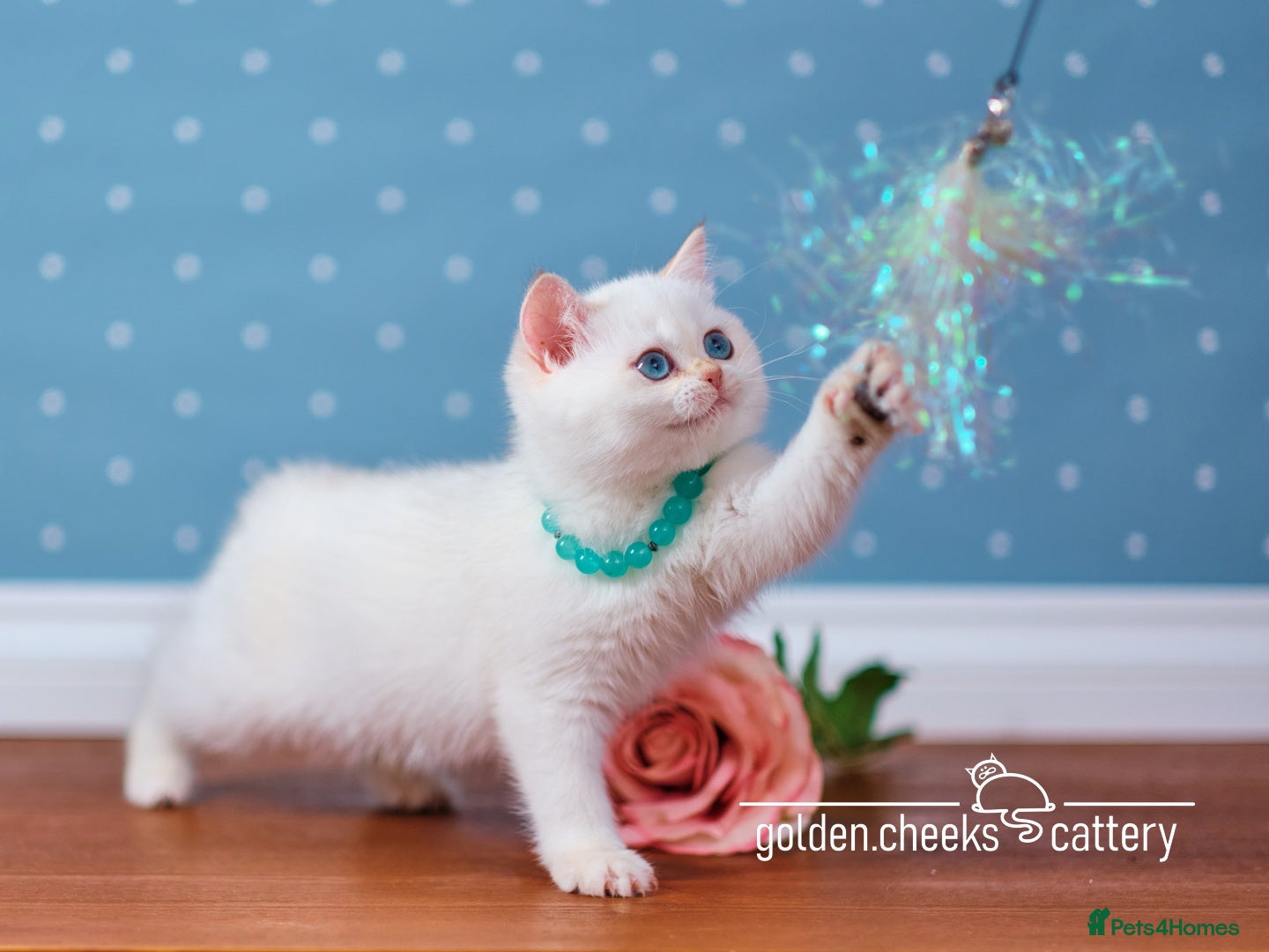 British Shorthair cats Blue-Eyed Golden Colorpoint Kitten - Advert 18