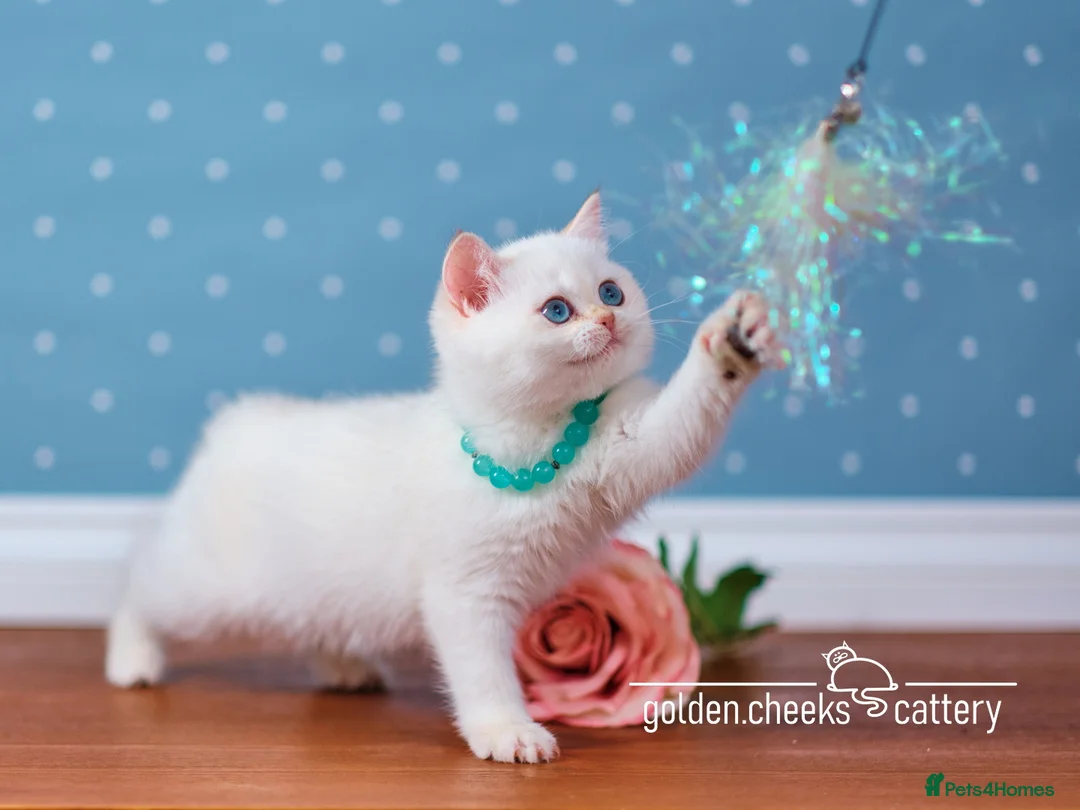 British Shorthair cats for sale: Blue-Eyed Golden Colorpoint Kitten - Advert 4