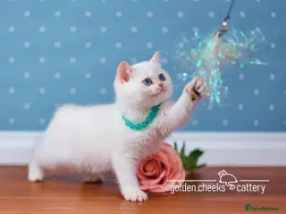 British Shorthair cats Blue-Eyed Golden Colorpoint Kitten - Advert 18