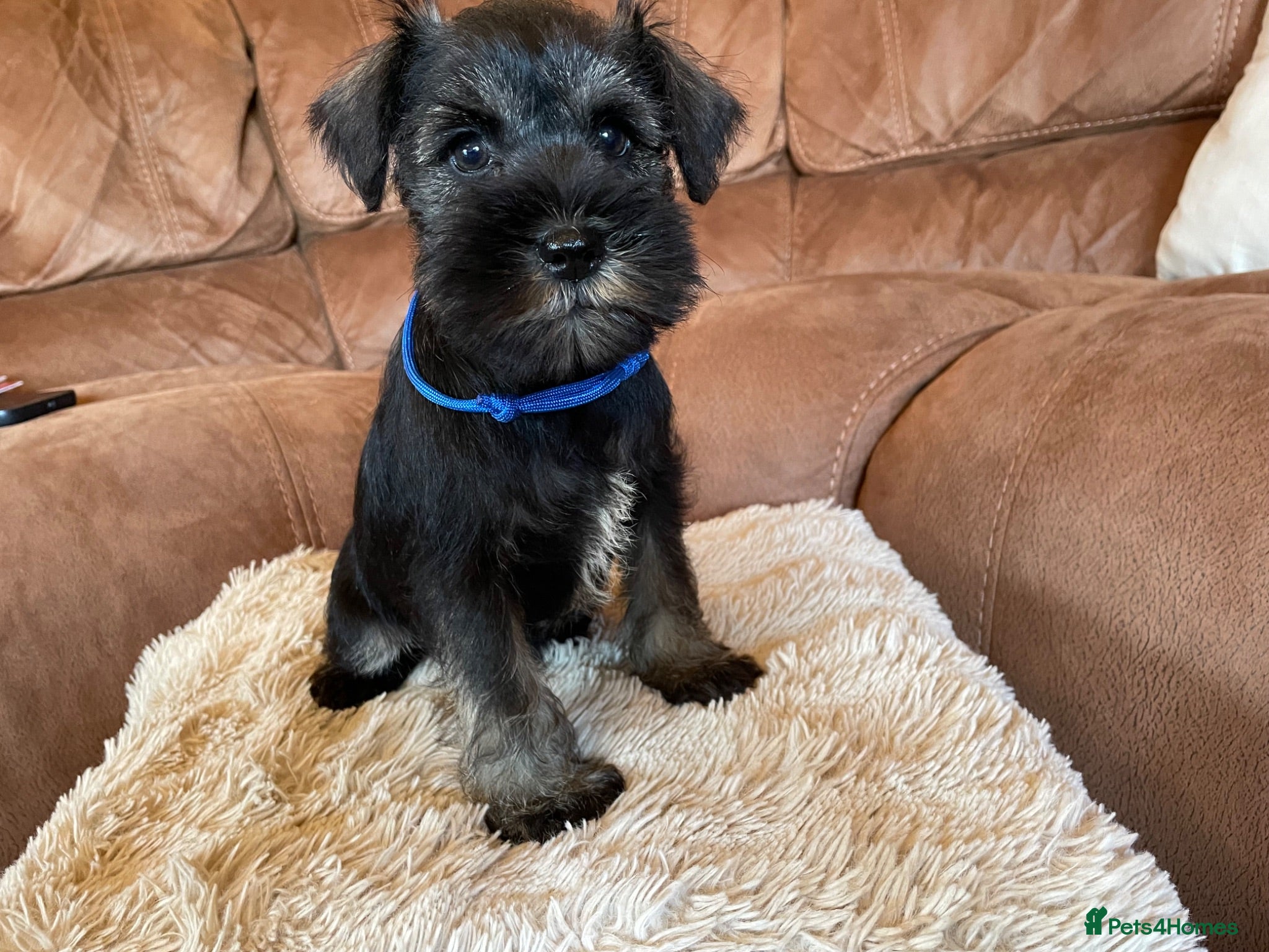 Miniature Schnauzer dogs Miniature schnauzer  - Advert 2