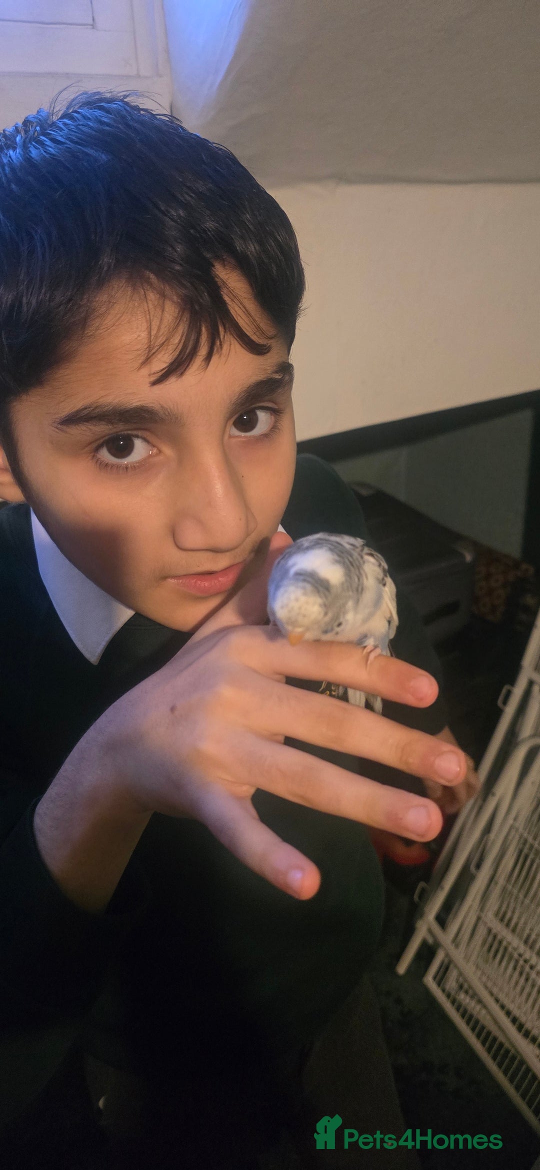 Budgerigars birds for sale: Mixed birds - Advert 7