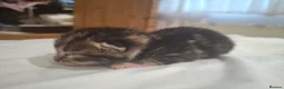 Mixed Breed cats for sale: Four adorable kitten - one boy and three girls - Advert 12