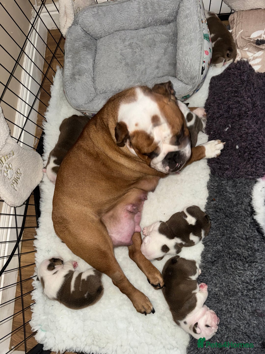 English Bulldog dogs for sale: Stunning English bulldog puppies  - Advert 5